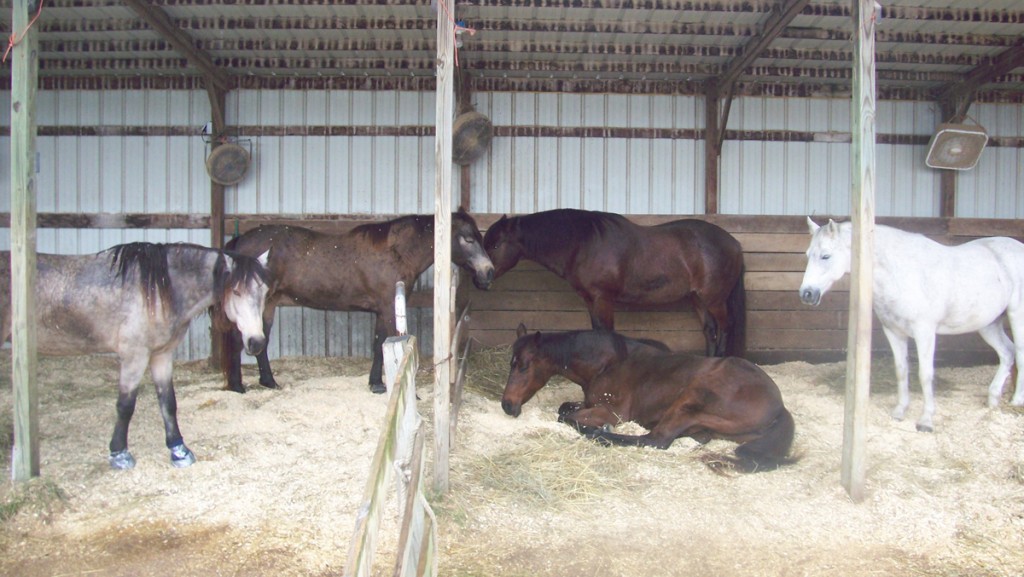 From left: Goldie, Angel, Robin, Stitches (lying down) and Kurt all hang out together. Wherever the mares were, the geldings were, too.