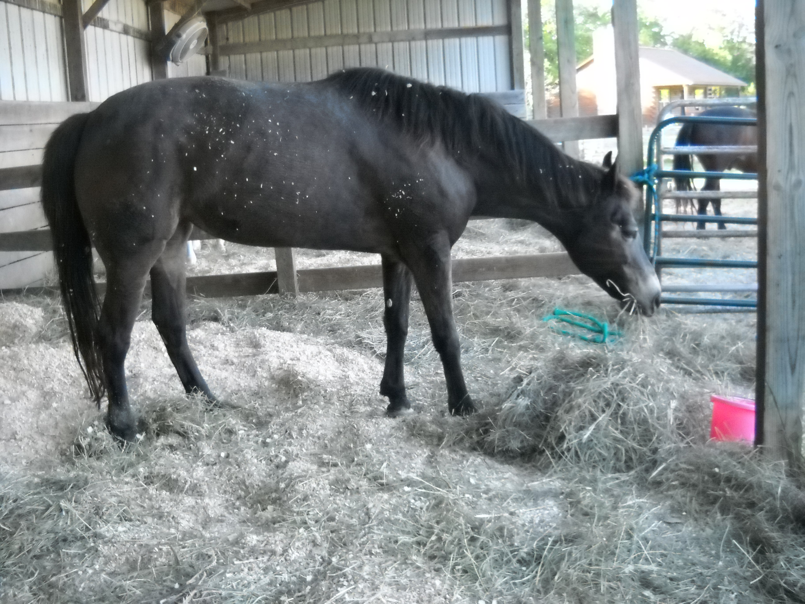 Laminitis Horses with chronic cases can develop severe osteoporosis in