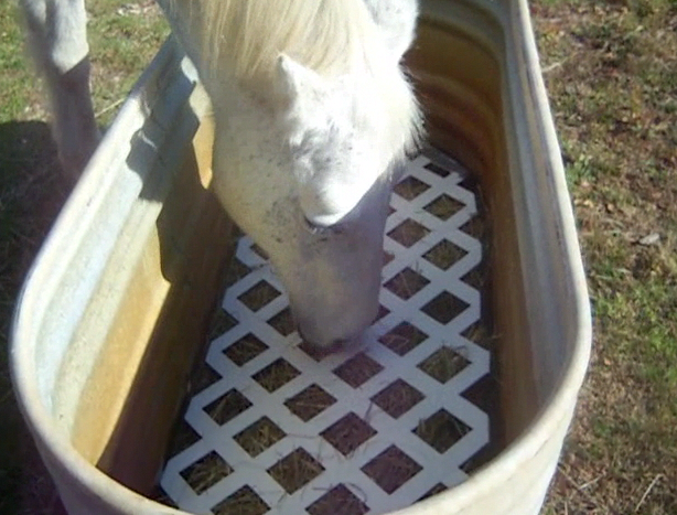 Slow Feeders The Horse Forum