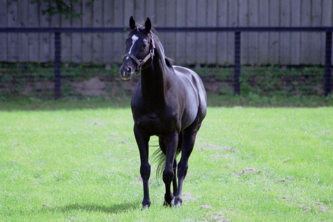 Sunday Silence at stud in Japan.