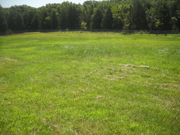 The same pasture on July 12, 2015, a month after application of weed killer.