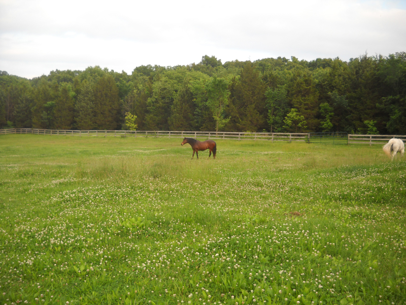 One of the horse pastures covered with weeds on May 31, 2015.