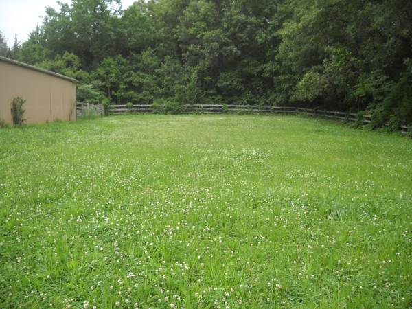 This paddock changed from sand to grass over 18 years before erupting in weeds in 2015.