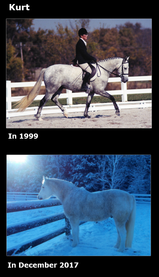 can a chronically laminitic horse recover yes with systemic laminitis treatment laminil im laminitis help