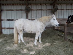 Kurt on Jan. 21, 2018. after three weeks of brutally cold weather. His hair and overall body condition appeared to worsen during that stretch, while his feet continued to heal.