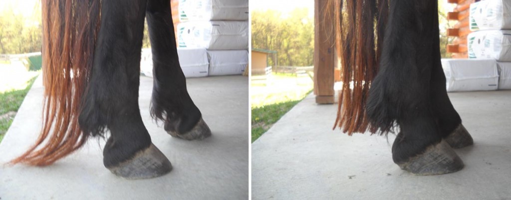 Angel's tail before and after getting several inches trimmed from it. Laminitis caused the tail to grow excessively.