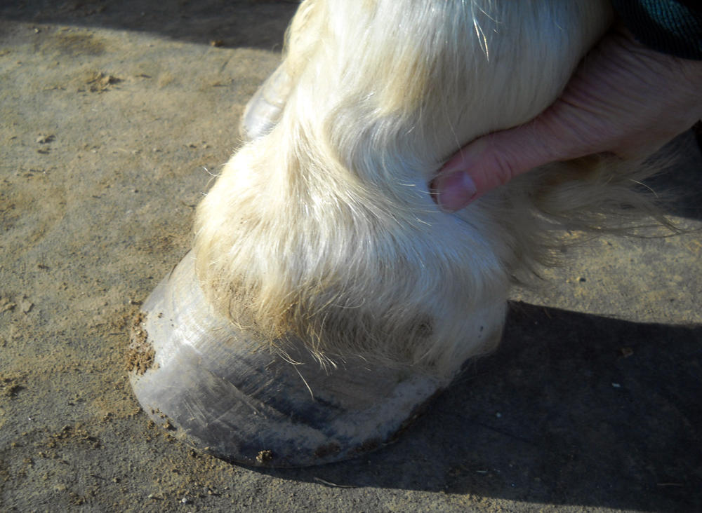 Checking a horse's digital pulse.