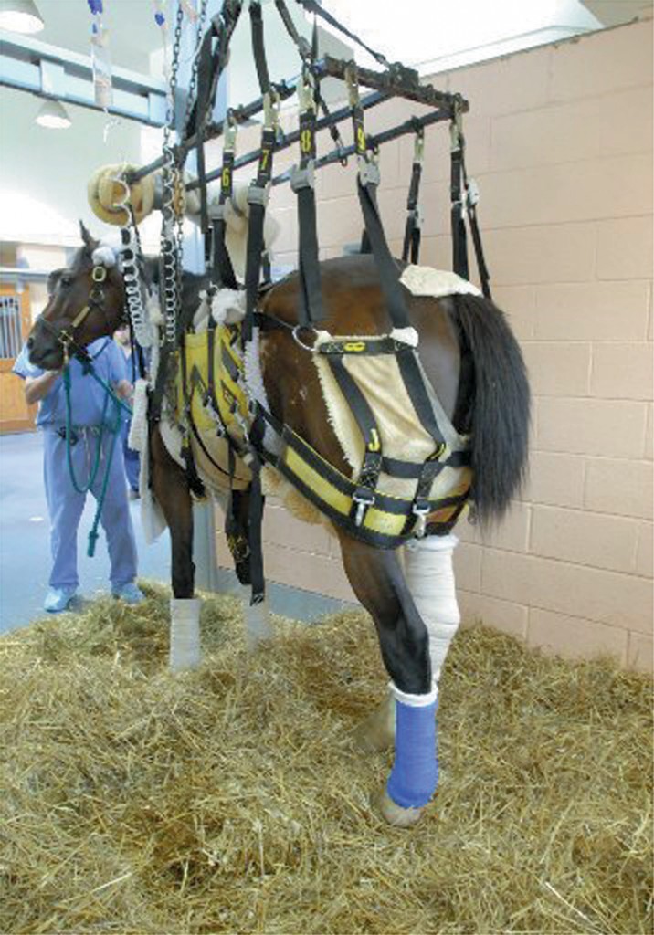 Barbaro recovers after shattering three bones in his right hind leg.