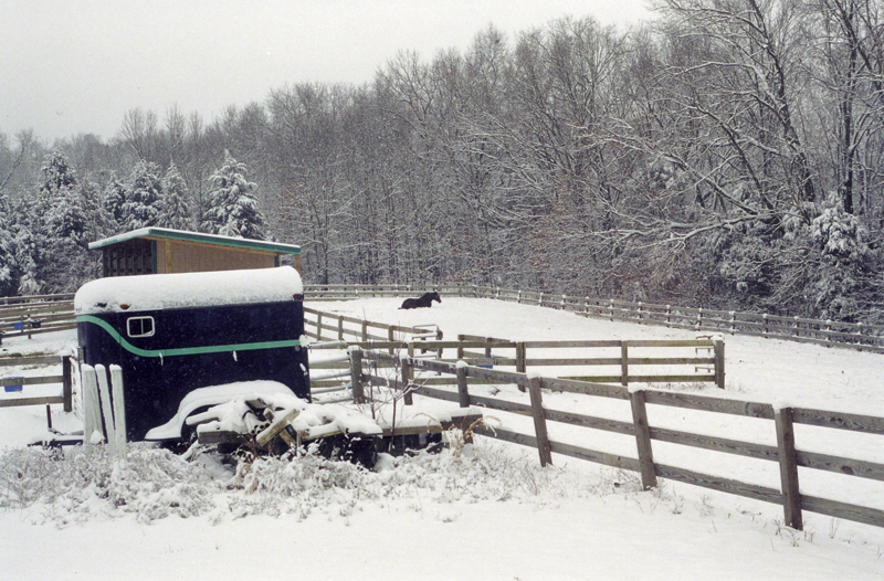 euthanasia for laminitis