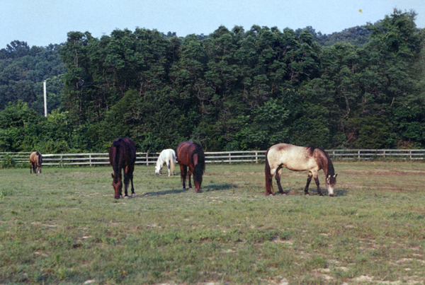 Five horses kept this field bare year-round in the early 2000s, yet three of the horses -- the mares -- foundered.