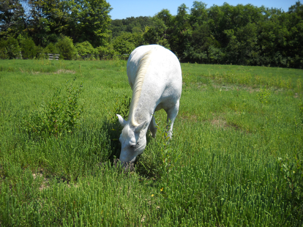 Kurt picks through ragweed on Aug. 11, 2012.