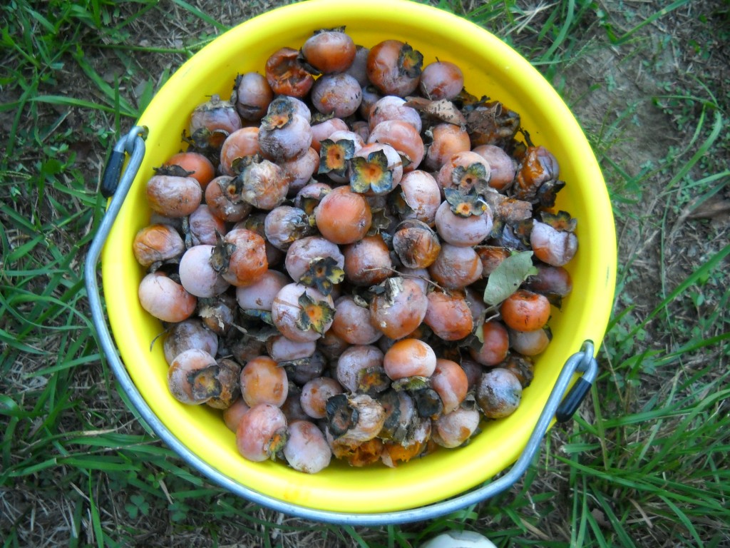 A bucket this size holds about 550 persimmons, a lethal amount for a horse to consume. 