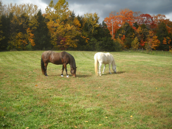 Kurt and Robin are substantially overweight, whereas their nephew was skinny for years on a nearby pasture.