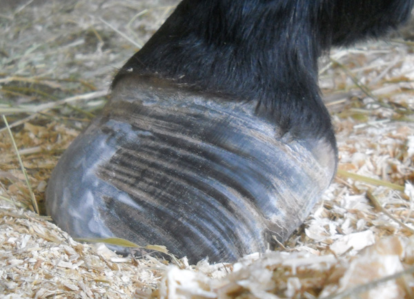 Robin's left front foot on Nov. 3, 2013