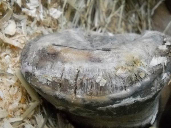 Robin's left front toe after a trim on July 23, 2013