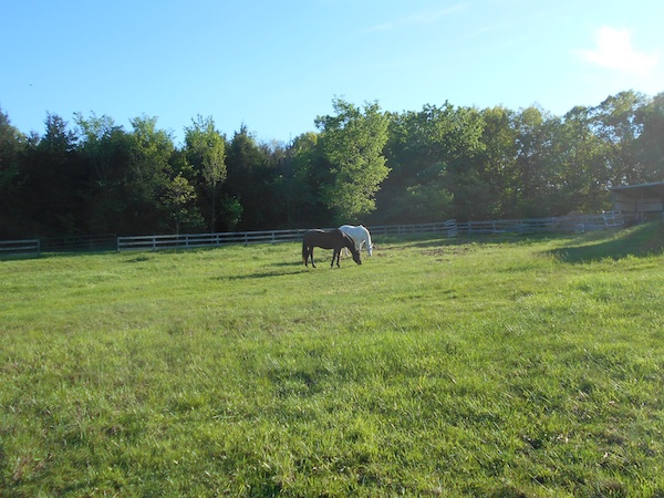 Robin and Kurt graze May 1, 2016. The heat and humidity of 2016 nearly killed these two laminitis horses.