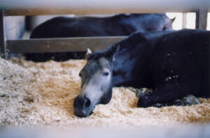 Horses with severe laminitis will try to stay off their feet.